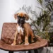 Puppy Boxer with a small bleeding wound on a paw, looking curious but not in distress