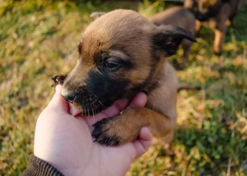 Boxer puppy with a veterinarian gently feeling his abdomen, illustrating a home test for undescended testicles