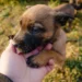 Boxer puppy with a veterinarian gently feeling his abdomen, illustrating a home test for undescended testicles