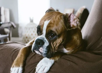 Adult Boxer with a subtle red halo around his eye, looking curious but slightly hesitant