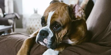 Adult Boxer with a subtle red halo around his eye, looking curious but slightly hesitant