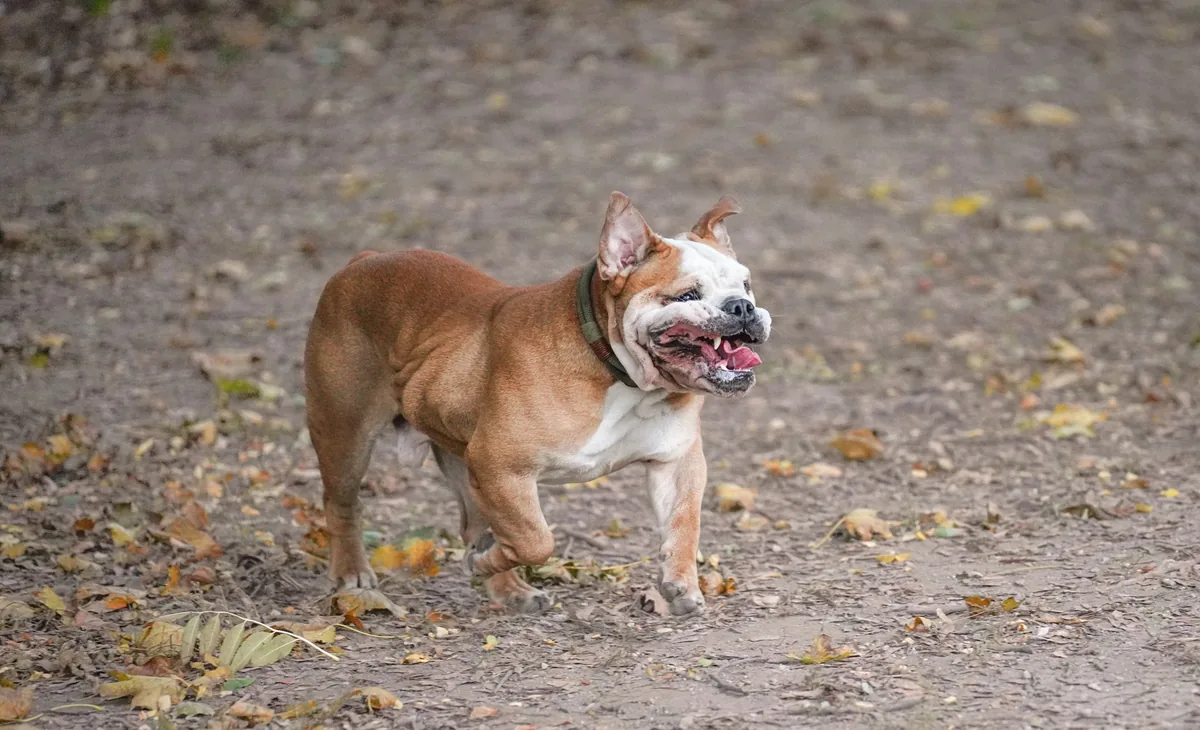English Bulldog eating from a shallow bowl of balanced kibble on a kitchen counter