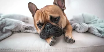 English Bulldog resting on a soft couch, looking tired but comfortable