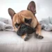 English Bulldog resting on a soft couch, looking tired but comfortable