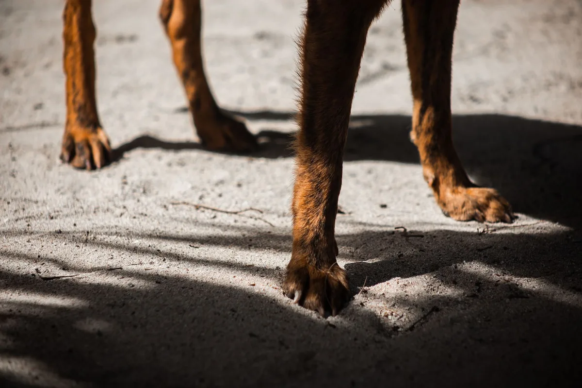Owner gently checking a dog's hind leg for swelling, natural daylight in a backyard, calm atmosphere