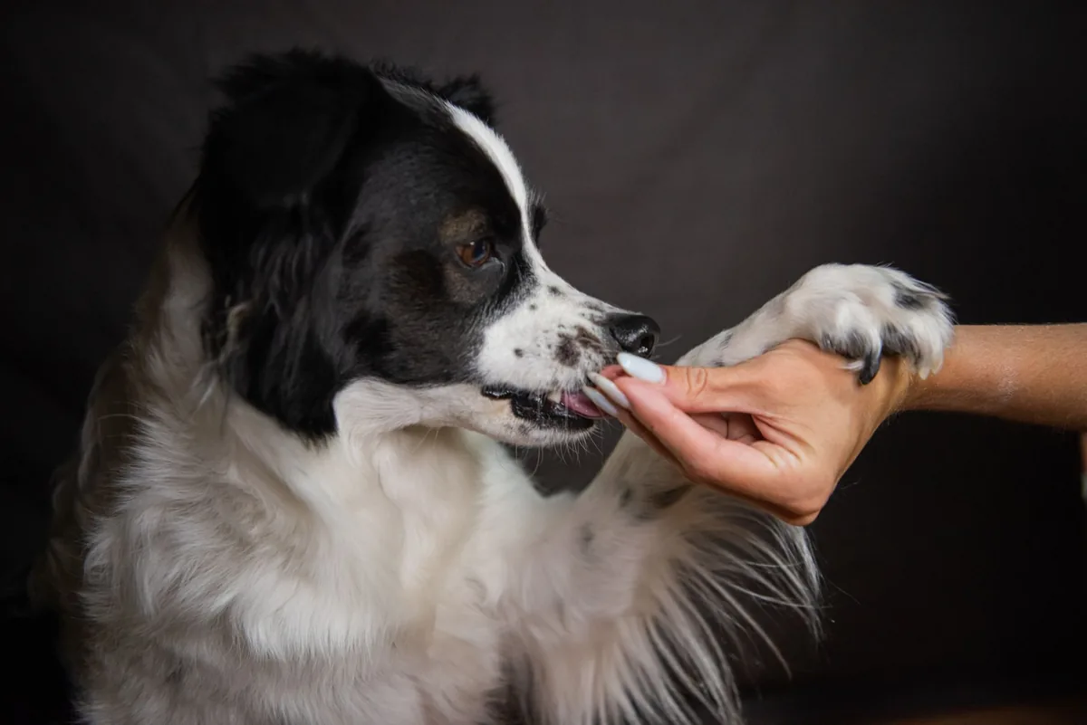 Owner gently checking a dog's gums with fingertip, close-up of pale pink gums indicating possible respiratory distress