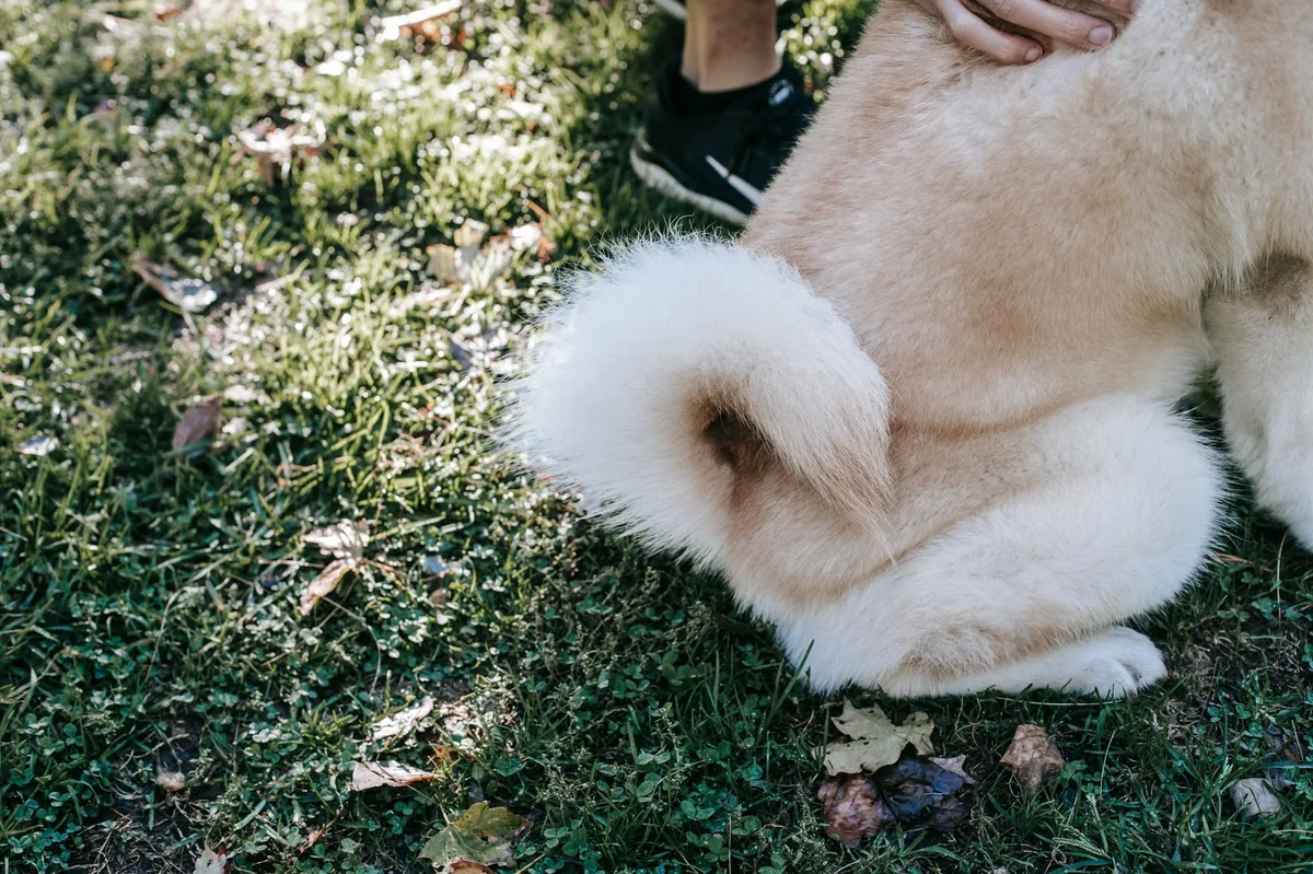 Owner gently checking a dog's hind leg for pain while the dog looks uncomfortable, soft indoor lighting