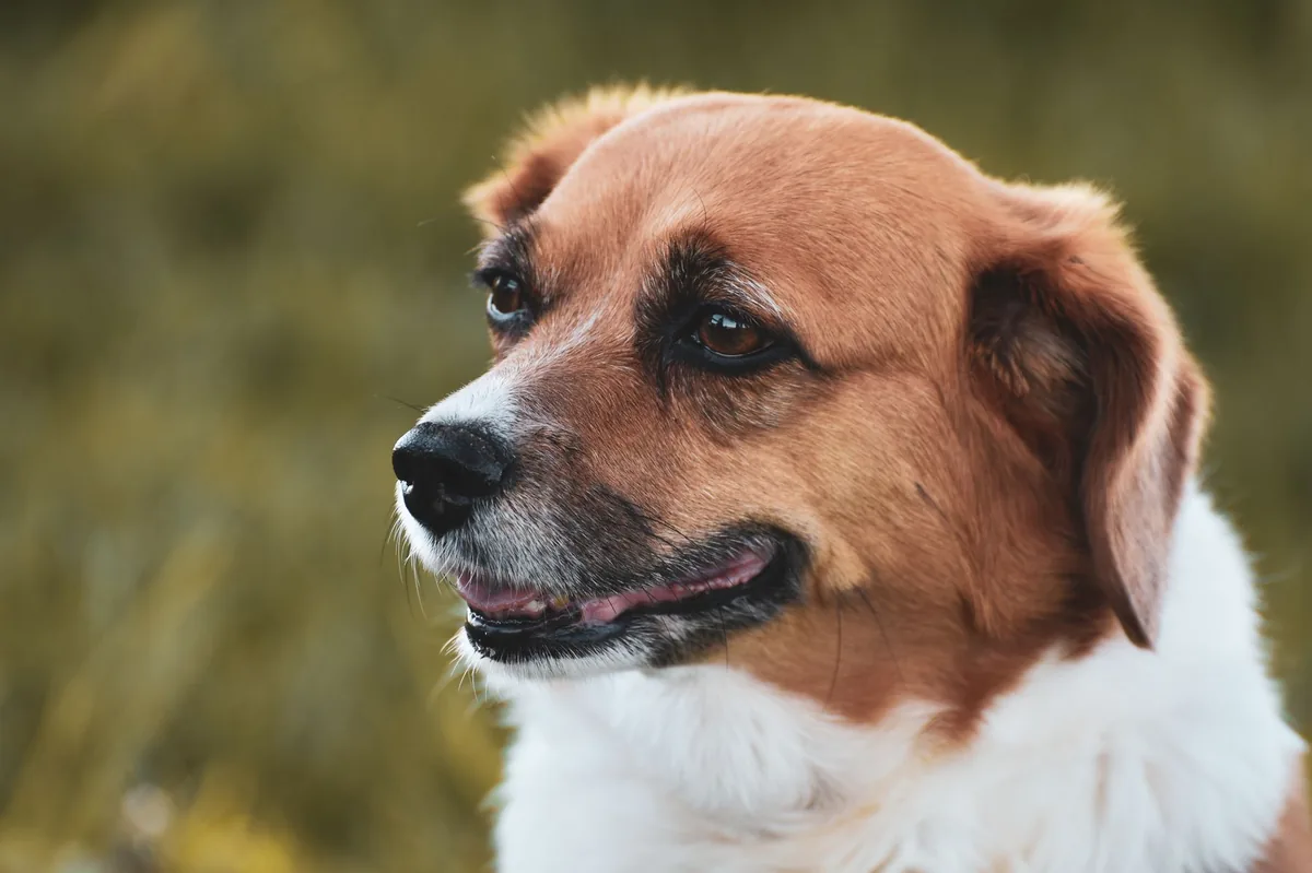 Close‑up of a dog’s paw with a clean, well‑groomed interdigital space after a gentle wash