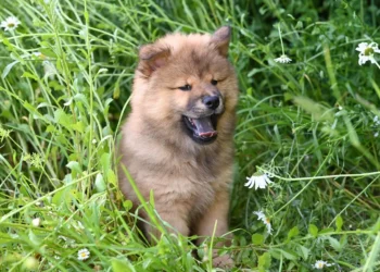 Tiny mixed‑breed puppy with a small gap in the roof of its mouth, drooling and looking confused