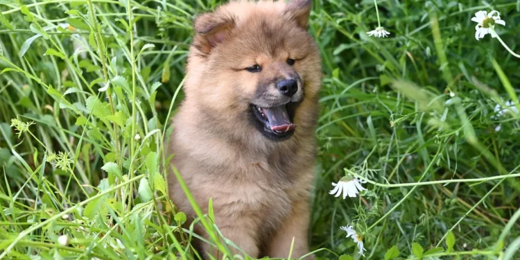 Tiny mixed‑breed puppy with a small gap in the roof of its mouth, drooling and looking confused