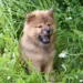 Tiny mixed‑breed puppy with a small gap in the roof of its mouth, drooling and looking confused