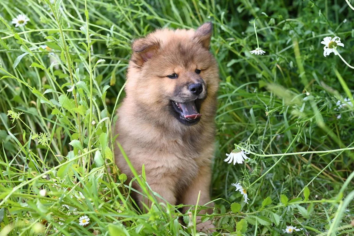 Tiny mixed‑breed puppy with a small gap in the roof of its mouth, drooling and looking confused