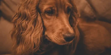 Senior Cocker Spaniel lying on a soft blanket, a small pinkish mass visible near her vulva, gentle home lighting