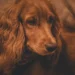 Senior Cocker Spaniel lying on a soft blanket, a small pinkish mass visible near her vulva, gentle home lighting