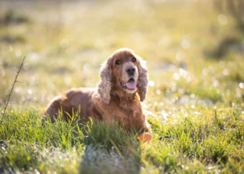 Senior Cocker Spaniel with dry eye, looking at owner with a slight squint and cloudy cornea