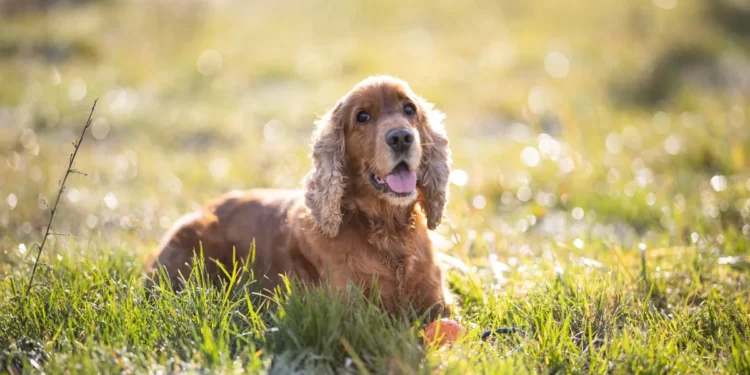 Senior Cocker Spaniel with dry eye, looking at owner with a slight squint and cloudy cornea