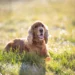 Senior Cocker Spaniel with dry eye, looking at owner with a slight squint and cloudy cornea