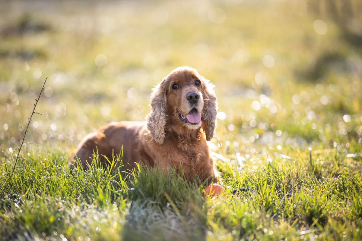 Senior Cocker Spaniel with dry eye, looking at owner with a slight squint and cloudy cornea