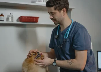 Golden Retriever with a small lump near the mammary chain, owner gently feeling the area