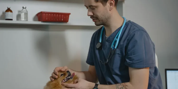 Golden Retriever with a small lump near the mammary chain, owner gently feeling the area