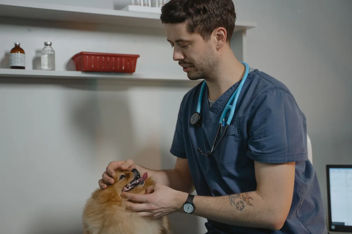 Golden Retriever with a small lump near the mammary chain, owner gently feeling the area