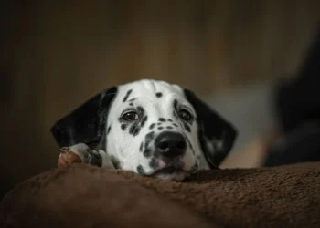 Young mixed‑breed puppy looking sluggish on a kitchen floor, with a small puddle of watery stool nearby