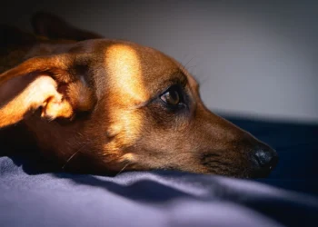 Senior Dachshund lying on a rug, looking uncomfortable with a slight arch in its back
