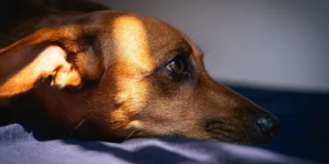 Senior Dachshund lying on a rug, looking uncomfortable with a slight arch in its back