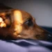 Senior Dachshund lying on a rug, looking uncomfortable with a slight arch in its back