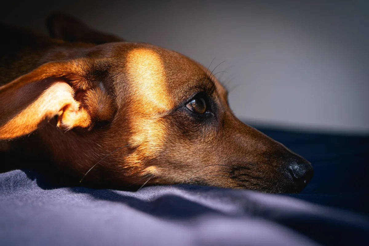 Senior Dachshund lying on a rug, looking uncomfortable with a slight arch in its back