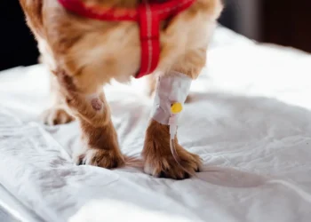 Veterinarian gently examining a dog's tail with a stethoscope, showing concern and careful assessment