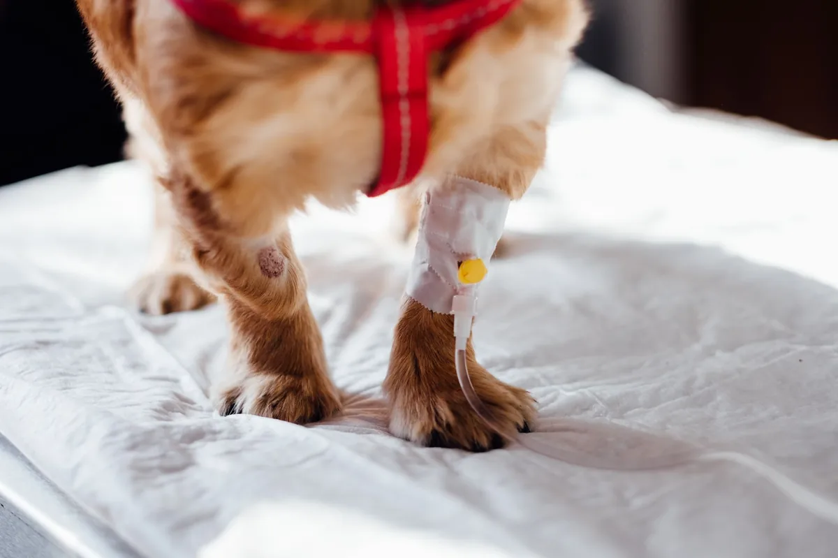 Dislocated Hip in Dogs