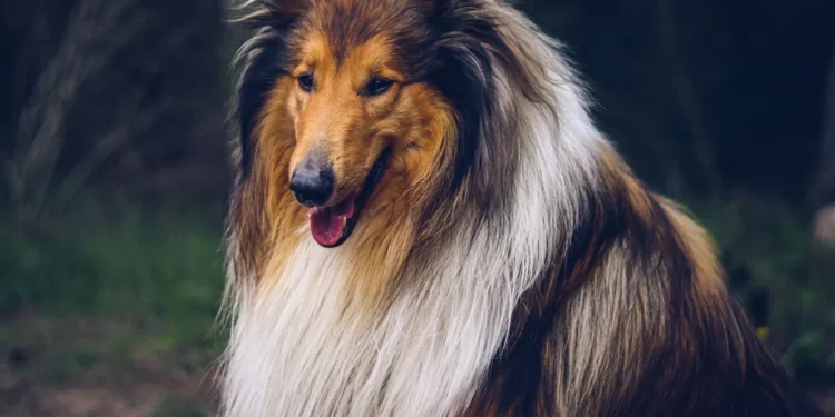 Golden Retriever with a small bald patch on the flank, looking curious