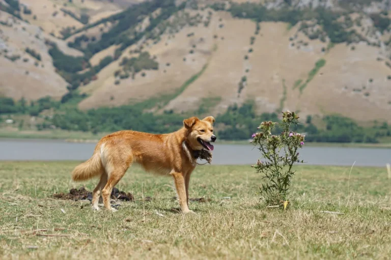 Chronic Inflammation of the Bronchi in Dogs