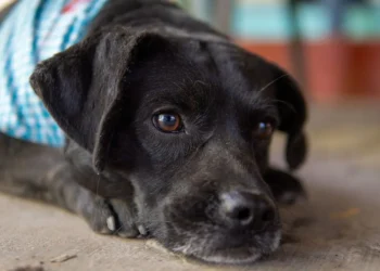 Adult Labrador Retriever with a slightly protruding left eye, owner gently checking the eye with a fingertip