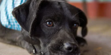 Adult Labrador Retriever with a slightly protruding left eye, owner gently checking the eye with a fingertip