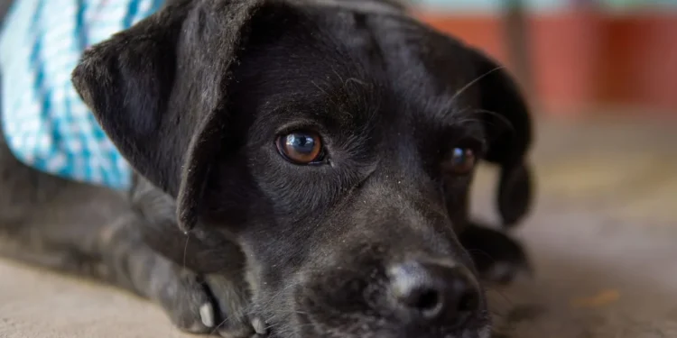 Adult Labrador Retriever with a slightly protruding left eye, owner gently checking the eye with a fingertip