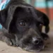 Adult Labrador Retriever with a slightly protruding left eye, owner gently checking the eye with a fingertip