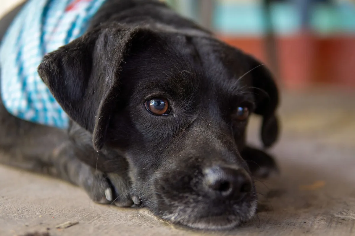 Adult Labrador Retriever with a slightly protruding left eye, owner gently checking the eye with a fingertip