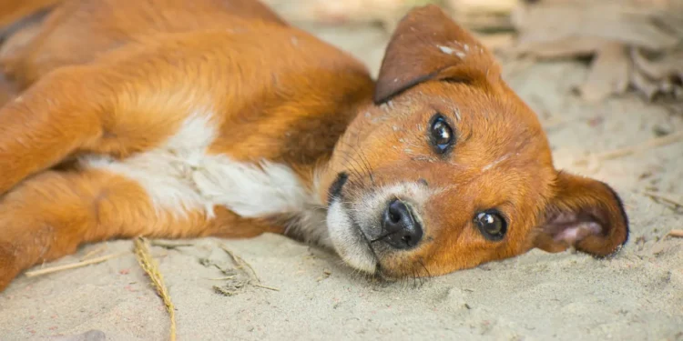 Boxer puppy with a subtle sunken chest, lying on a soft rug, soft natural light, calm domestic scene, photorealistic