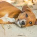 Boxer puppy with a subtle sunken chest, lying on a soft rug, soft natural light, calm domestic scene, photorealistic