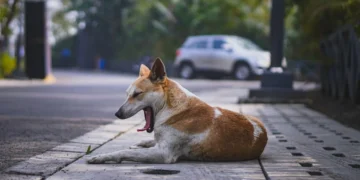 Mixed‑breed Labrador Retriever lying on a kitchen floor, looking tired with a slight cough