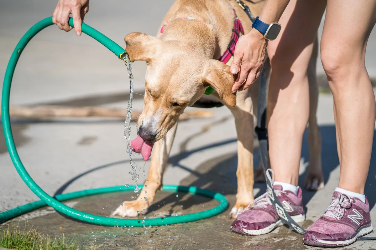 Veterinarian drawing blood from a dog’s foreleg, lab equipment visible, focusing on serum electrolyte test results on a monitor