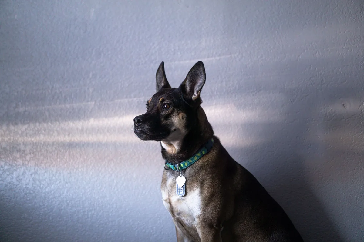 Dog eating from a shallow bowl of kibble with fish oil drizzle, soft natural lighting in a kitchen