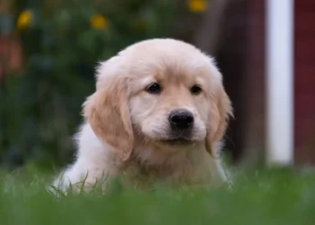 Golden Retriever puppy with a slightly flat facial profile, looking curious while an owner gently checks its ears