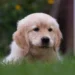 Golden Retriever puppy with a slightly flat facial profile, looking curious while an owner gently checks its ears
