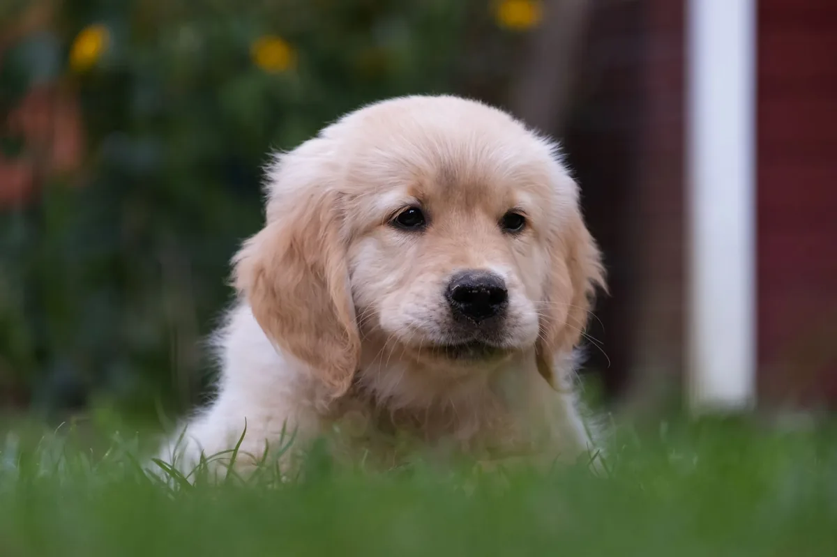 Golden Retriever puppy with a slightly flat facial profile, looking curious while an owner gently checks its ears