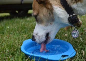 Golden Retriever drinking from a water bowl, owner watching with concern