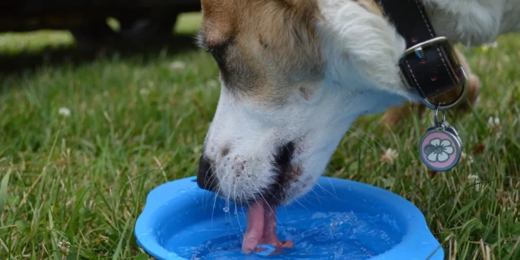 Golden Retriever drinking from a water bowl, owner watching with concern