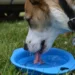 Golden Retriever drinking from a water bowl, owner watching with concern